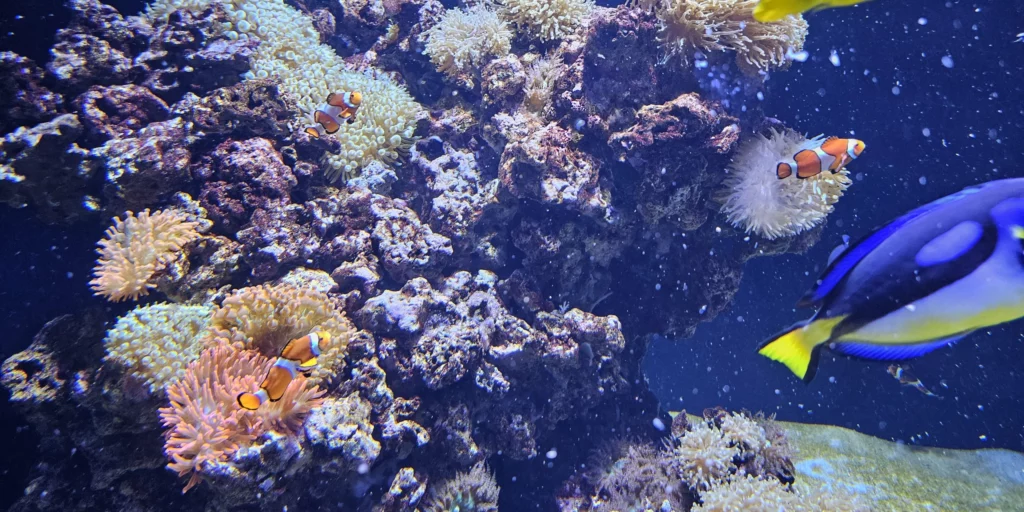 Clownfish Oceanarium Lisboa