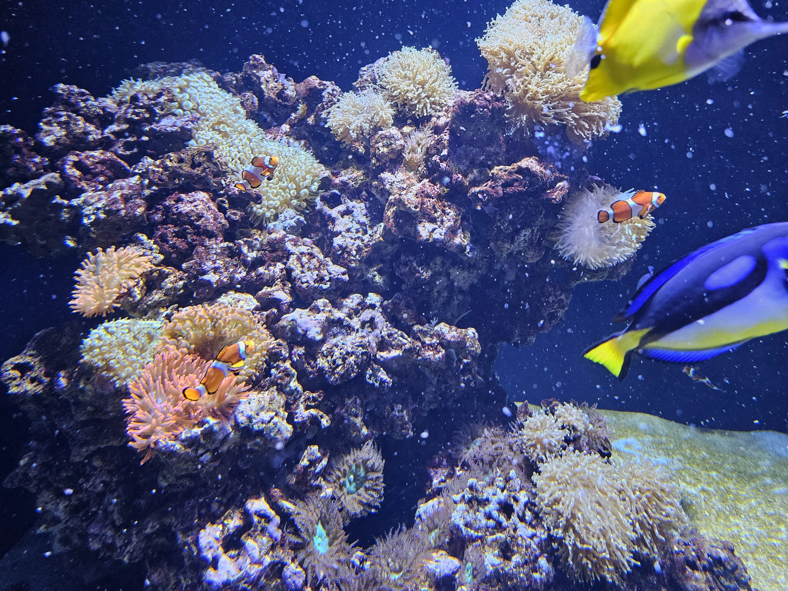 Clownfish Oceanarium Lisboa