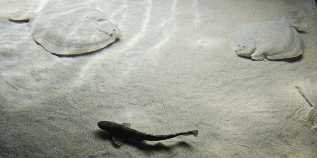 Flatfishes Oceanarium Lisboa
