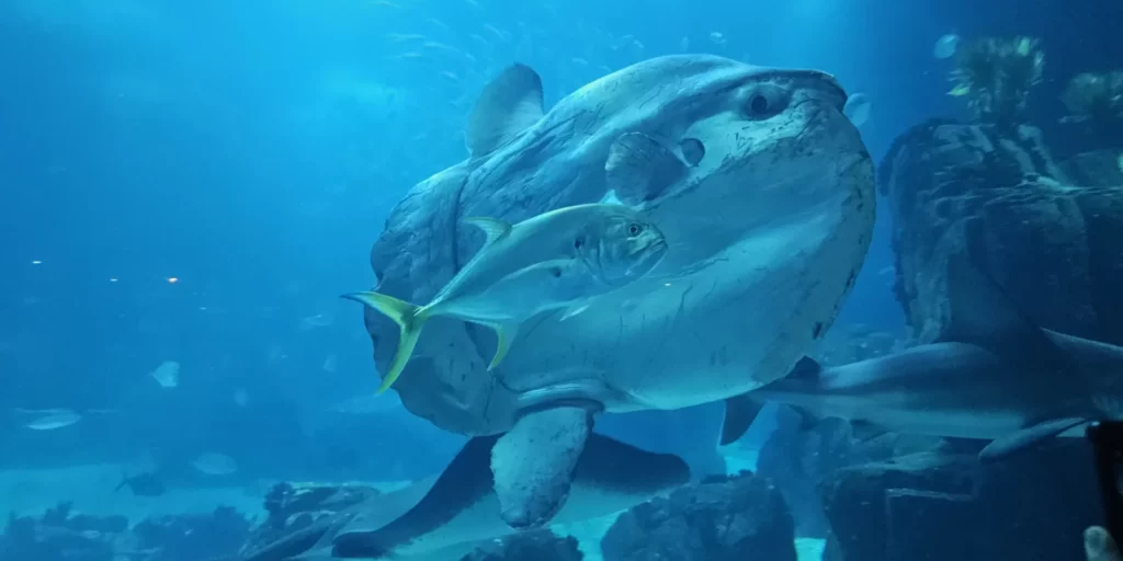 Ocean Sunfish Ocenarium Lisboa