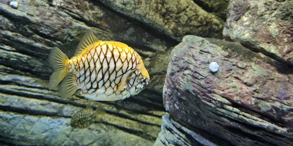 Pineapplefish Oceanarium Lisboa