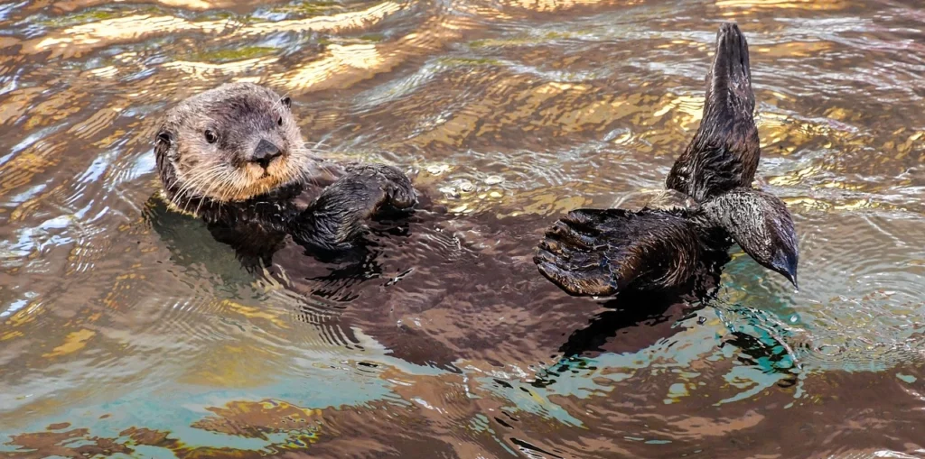 Sea Otter Lisboa Oceanarium
