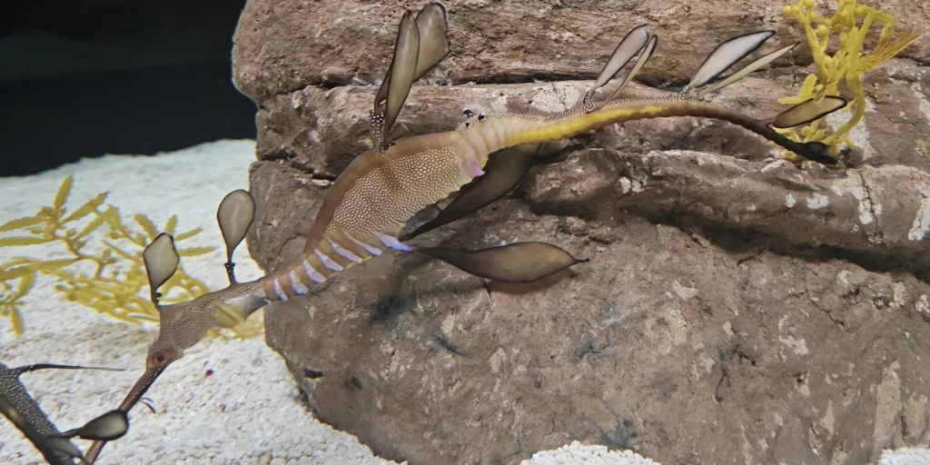Seadragon Oceanarium Lisboa