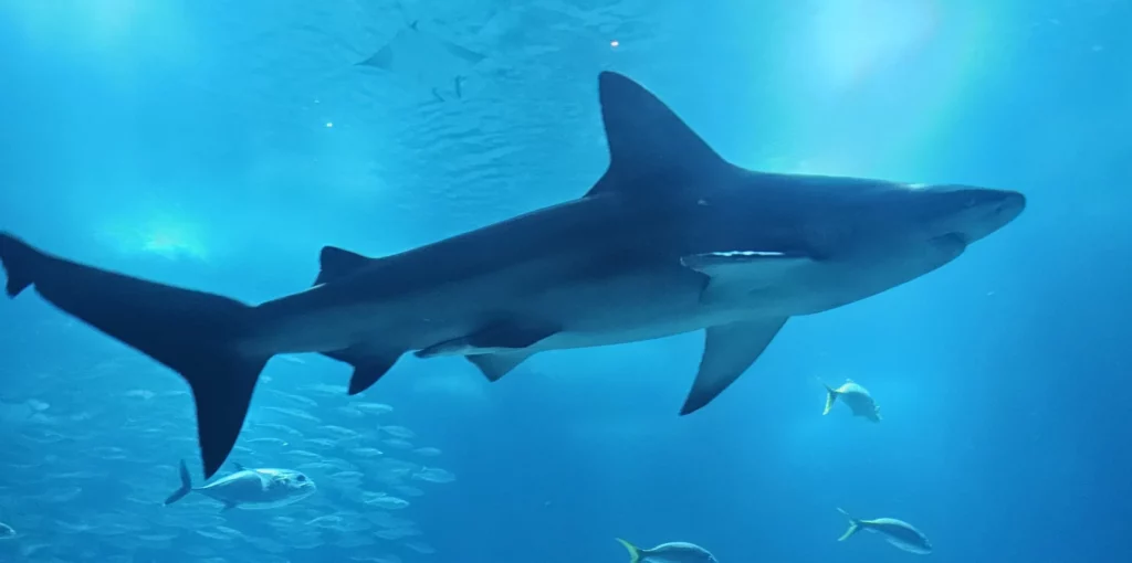 Sharks - Lisboa Oceanarium