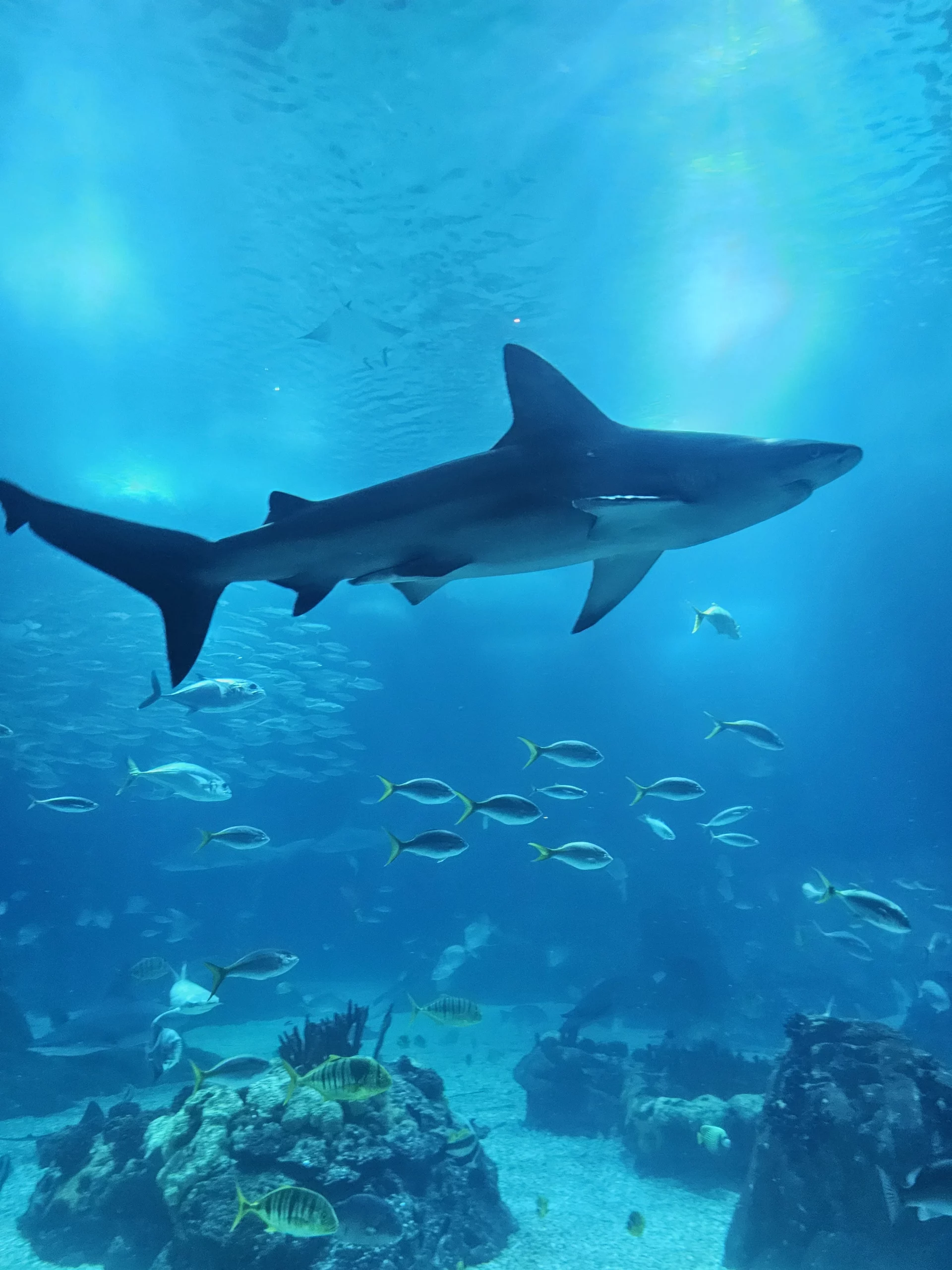 Sharks - Lisboa Oceanarium